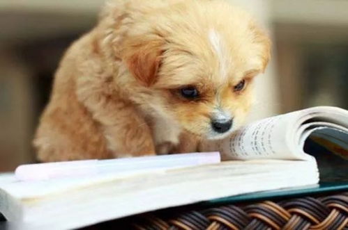 寵物服務(wù)產(chǎn)業(yè)中的商機(jī) 掘金愛寵經(jīng)濟(jì)新藍(lán)海