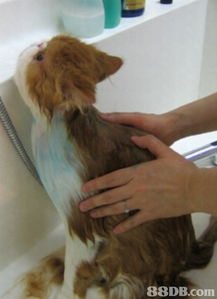 Pattyhouse Premium Pet Products 全方位寵物美容與護(hù)理解決方案