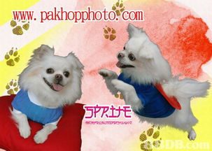 香港沙田禾輋商場(chǎng)百合照相館 專業(yè)寵物攝影服務(wù)