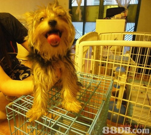 Cindy Pet Beauty 專業(yè)上門寵物美容服務(wù)，讓愛寵享受尊貴體驗(yàn)