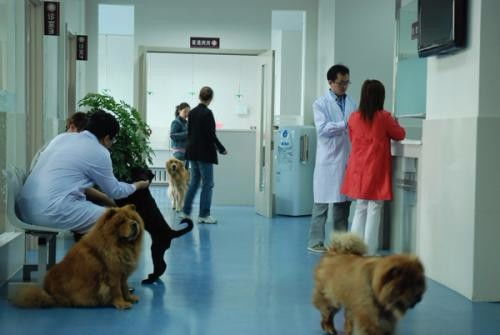 深圳市羅湖田心村24小時(shí)寵物醫(yī)院上門急診 專業(yè)寵物服務(wù)，全天候守護(hù)愛寵健康