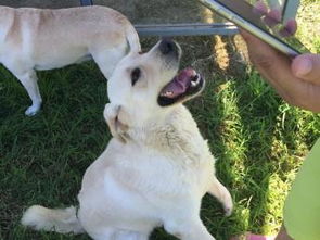 東恒時(shí)代家庭式寄養(yǎng) 為寵物狗狗打造長(zhǎng)期假日養(yǎng)老家園的北京專業(yè)服務(wù)