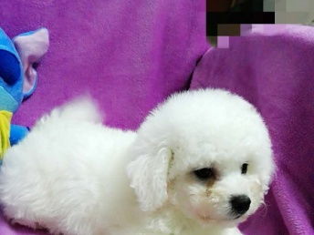 深圳寵物美容服務(wù) 專業(yè)呵護(hù)寵物的每一處細(xì)節(jié)