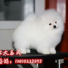 2019寵物市場(chǎng)定價(jià)與批發(fā)服務(wù)指南