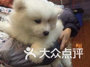 成都雙楠寵物服務(wù) 關(guān)愛寵物，呵護(hù)家庭伙伴