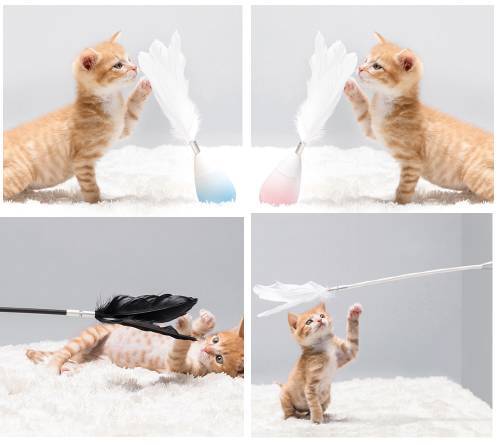 寵物用品品牌pidan完成數(shù)千萬元A輪融資，加速寵物服務(wù)生態(tài)布局